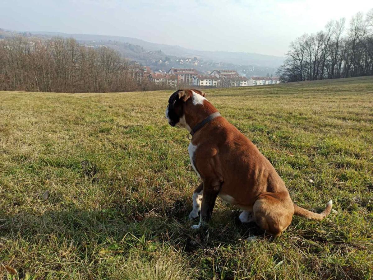 Apartmani La Grande Motte Vrdnik Luaran gambar